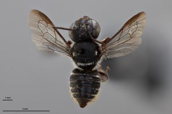 Media type: image;   Entomology 790891 Aspect: habitus dorsal view